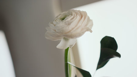 Beautiful white flower vase at airplane window closeup. Aesthetic gentle blossom in first class jet interior. Isolated open rose inside luxury airplane cabin. Floral elegance in pastel decor concept.の写真素材