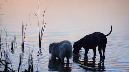 Two thirsty dogs drink lake water on sunset. Couple pedigree pet standing pond shallow near growing reed evening time. Silhouette healthy animals enjoying cold clean water on river shore.の写真素材