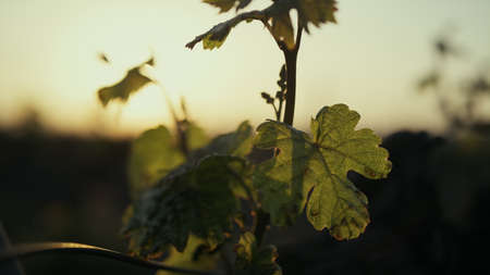 Green grape leaves swaying light wind at sunset outdoors closeup. Fresh foliage growing young grapevine bush on vine plantation. Beautiful view vineyard on soft sunlight. Farm field summer evening.の写真素材