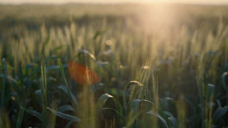 Soft sunset over wheat field summertime closeup. Green spikelet spikes on bright sunlight background. Beautiful magnificent cereal farmland with unripe ears evening time. Agricultural business conceptの写真素材