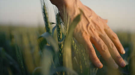Worker hand touching wheat ears on farmland close up. Man fingers running over unripe spikelets outdoors. Unknown farmer walk agricultural field on sunset. Beautiful green cereal stems swaying wind.の写真素材
