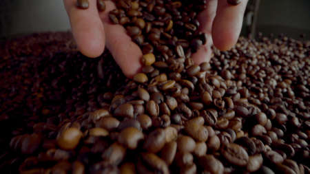Hands pour coffee beans on large heap fresh aromatic harvest close up. Unknown man palms full of...