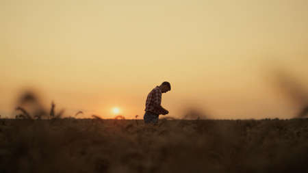 Farmer silhouette examining wheat grain in sunset farmland. Thoughtful man manager agronomist look agribusiness harvest golden sunrise field. Cereal organic business concept. Rural countrysideの写真素材