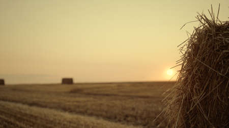 Man cultivator walk haystack field at golden sunset cropping season. Unknown farmer check inspecting cultivated harvest quality at farmland. Wheat straw stack closeup. Rural landscape view concept.の写真素材