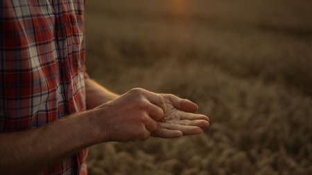 Farmer pour wheat grain at golden sunset. Unknown agronomist hand holding grown cereal at rural countryside close up. Successful businessman examine cultivated seed. Agribusiness harvesting concept.の写真素材