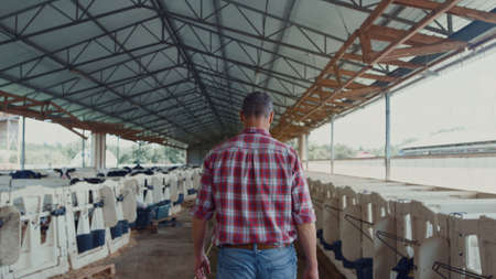 Farmer vet walking modern cowshed between rows with small calves in dairy farm. Back view of barn...