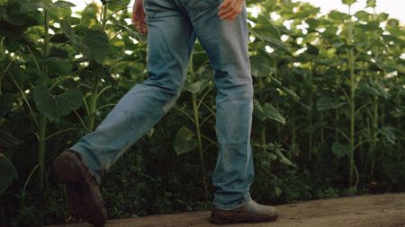 Legs walking farm road at sunflower field closeup. Unknown farmer going dirty country path in jeans....