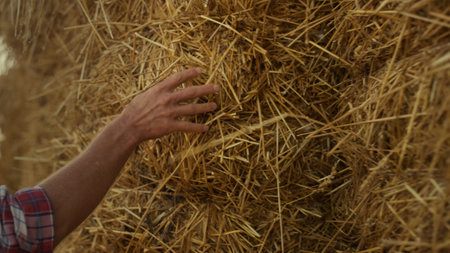 Hand examining straw bale closeup. Farmer arm running hay stack at countryside. Unrecognized man agronomist touching dry wheat pile checking crop quality on grain field. Autumn harvesting season.の写真素材