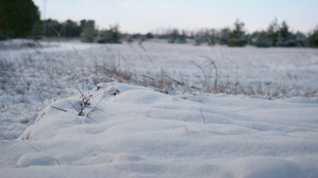Frozen snowy forest meadow with dry grass at cold winter weather close up. White clear snow covering ground with protruding thin vegetation at gloomy day. Freeze green trees standing on background.の写真素材