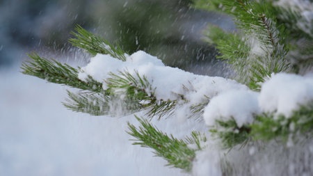 Green pine twigs covered white fluffy snow close up. Snowbound spruce branch shaking off soft...