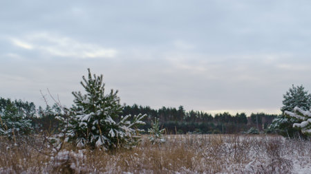 View of frozen snowy meadow in front winter forest at gloomy day. Snow covered fir trees standing on lawn with yellow dry grass. Tranquil cold landscape with evergreen plants under cloudy gray sky.の写真素材