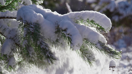 White thick layer snow covering spruce branch at winter sunlight close up. Lush green fir tree twig shaking off fluffy snowflakes. Snow-covered coniferous forest at sunny frosty day. Frozen nature.の写真素材