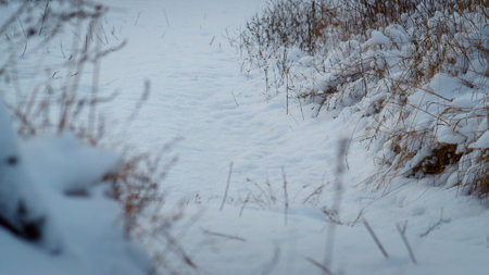 Tranquil windless landscape with white snow on dry grass close up. Beautiful view of snow-covered ground without traces in frozen forest. Empty meadow path under frost layer at cloudy winter morning.の写真素材