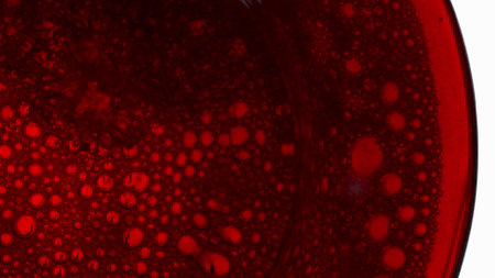 Closeup effervescing red cabernet pouring vessel. Alcoholic liquor filling wine glass super slow...