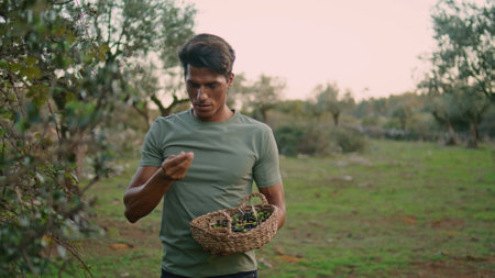 Positive man smelling olive at evening countryside close up. Involved farm worker harvest at sunset summer. Calm gardener carrying basket walking sunlight on rural landscape. Oil production conceptの写真素材
