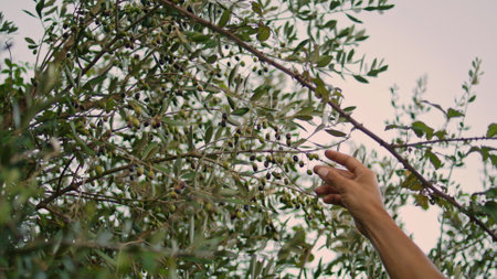 Farmer hands collecting olives in evening nature closeup. Inspired man smelling plants at sunset garden portrait. Positive gardener checking quality harvest at green nature alone. Cultivation conceptの写真素材