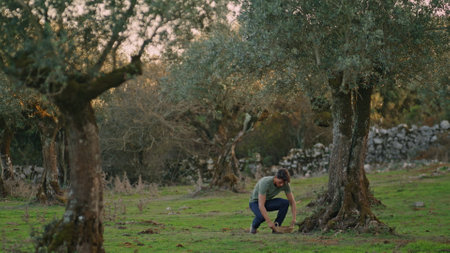 Working man carrying basket at evening farm. Serious garden worker walking at summer olive plantation. Calm farmer harvest alone. Handsome guy examining plants outdoor. Agriculture business conceptの写真素材