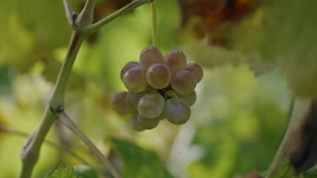 Beautiful yellow grape cluster with leaves swaying wind on background close up. Ripening berries bunch at vineyard plantation in warm autumn sunlight. Organic wine growing winemaking concept.の写真素材
