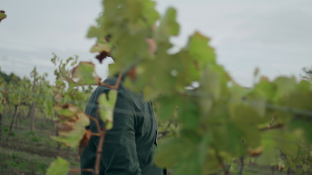 Serious young farmer walking looking vineyard growing windy autumn day close up. Confident italian...