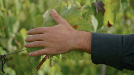 Man hand touching grapevine yellow leaves walking grape plantation close up. Unknown vinegrower inspecting vine growing sunny autumn day. Unrecognizable vineyard worker checking cultivated bushes.の写真素材