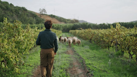 Young italian farmer walking grape plantation following sheep flock running on road. Relaxed...