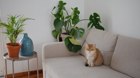 Little cat relaxing sofa in living room. Domestic animal sitting cozy beige couch at home. Amazing adorable pet resting alone looking asides. Peach coloured kitten spending time at light flat interiorの写真素材