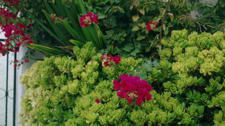 Spring garden flowers bushes blooming. Beautiful house fence greenery in europe. Seasonal various plants blossom on street. Decorative facade exterior. Morning relaxation nature harmony concept.の写真素材