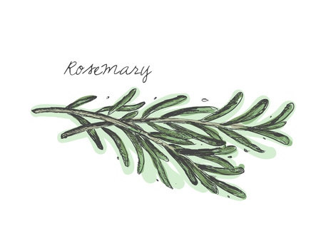 Rosemary hand drawn vectorのイラスト素材
