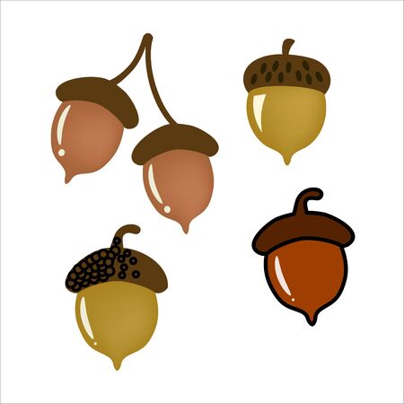 Acorn vector illustration set artのイラスト素材