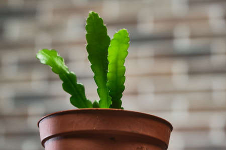 tiny epiphyllum plant in a red pot on wooden table in front of a brick wallの写真素材