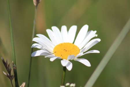 daisy flowerの写真素材