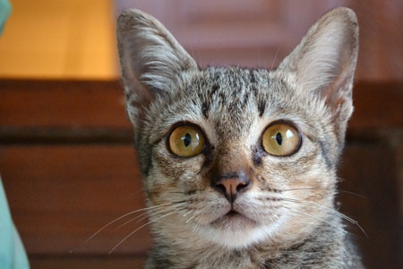 Cat eyes.の写真素材