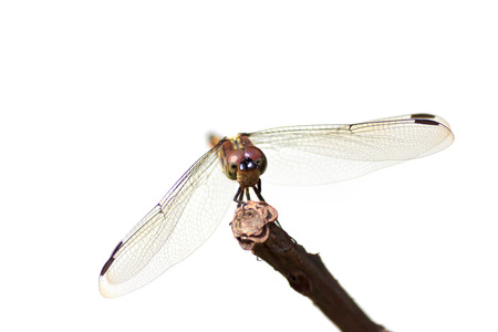 Dragonfly sitting on a wood branch with white background の写真素材