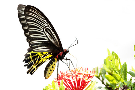 Butterfly  with white backgroundの写真素材