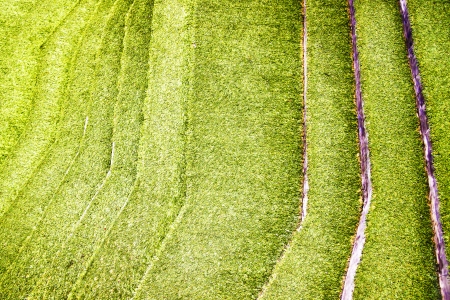 stairway covered with green grassの写真素材