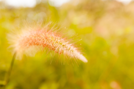 Grass flowerの写真素材