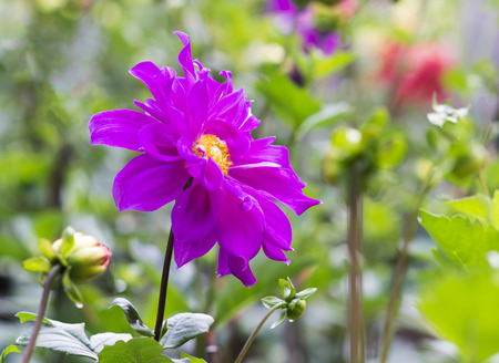 Colorful dahlia flowerの写真素材