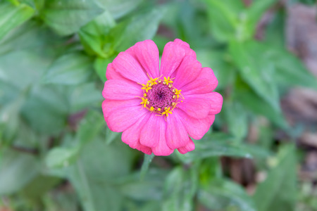 A pink zinnia flower of America flowersの写真素材