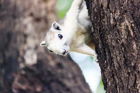 squirrel clinging on a tree の写真素材
