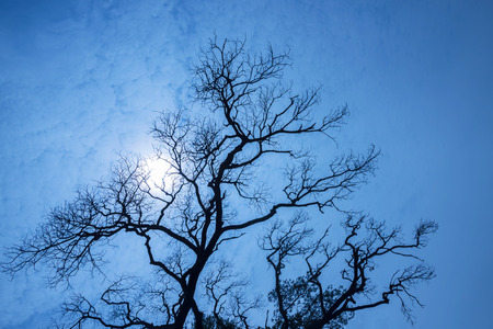 Silhouetted trees against a dark blue sky の写真素材