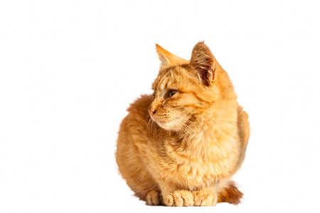 brown cat isolate on white backgroundの写真素材