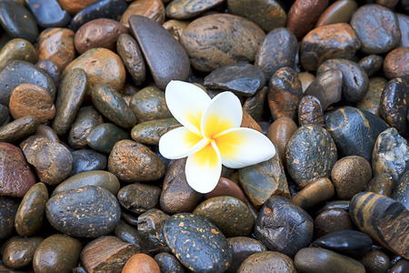 white frangipani on stoneの写真素材