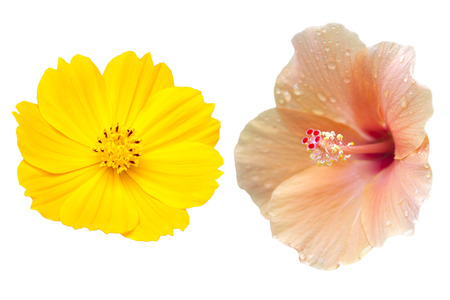 Flower set Isolated on white background の写真素材
