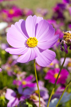 African pink daisy as wild flower outdoorの写真素材