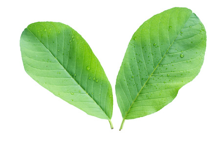 leaf with drops isolated on a white background 