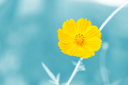 yellow flower on blue background の写真素材