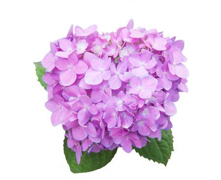 Mop head hydrangea flower isolated on white の写真素材