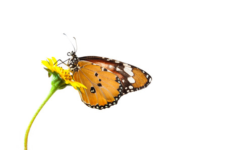 Monarch butterfly  on a flower on white backgroundの写真素材