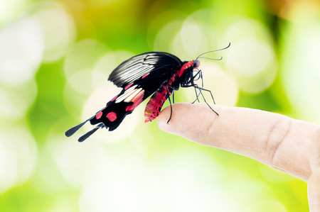 Beautiful butterfly sitting on the handの写真素材