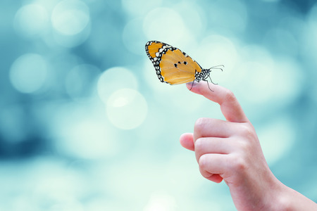 Beautiful butterfly sitting on the hand